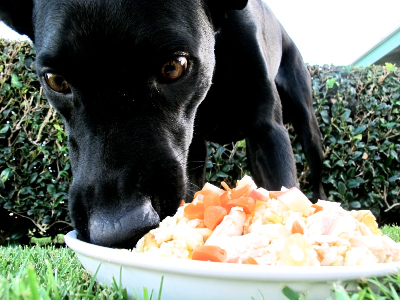 HOMEMADE DOG FOOD // Hourglass & Bloom Blog